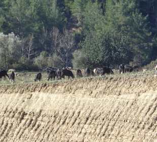 Ziegenhaltung im Taurusgebirge