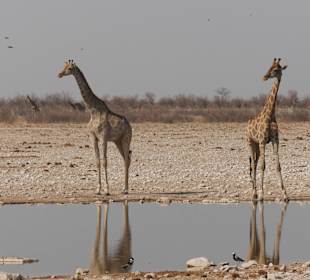 Etosha