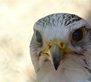 Blick in die Volieren