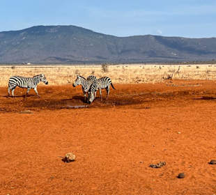 Zebras weit und breit