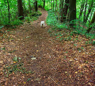 Auf-Abstieg Adlerstein Panorama