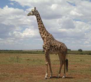 Giraffe Massai Mara