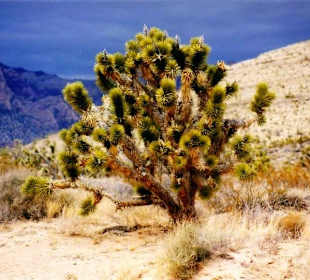 Joshua Tree