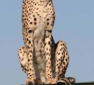 Gepardin Kike auf Auto