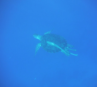 Hausriff - Schildkröte