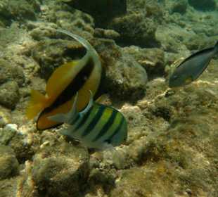 Rybki - plaża przy hotelu