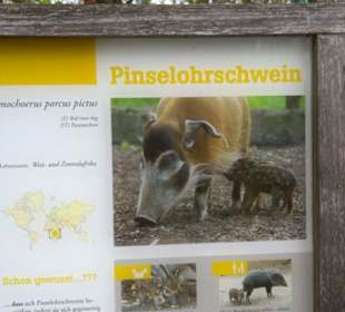 Südamerika Bereich - Pinselohrschweine