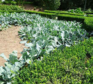 Gemüsegarten im Freilichtmuseum Robbesscheier