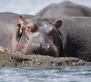 Geführte Touren Marco Polo Tours & Safaris Diani Beach