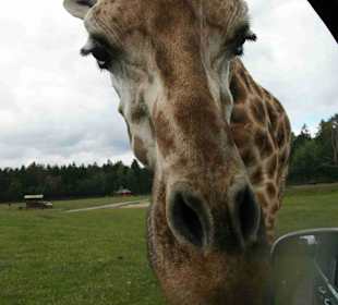 Serengeti Park Hodenhagen