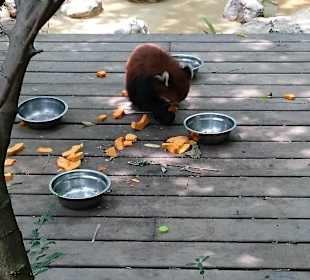Red panda
