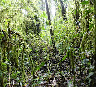 Wanderung durch den Nebelwald/Regenwald