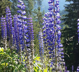 Wandern Turracher Höhe