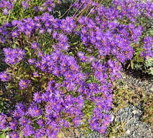 Rundgang durch den Botanischen Garten Kiel