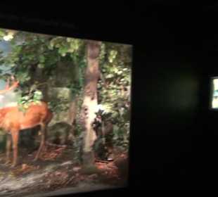 Jagdtier + Vogelkunde