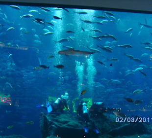 Tauchen im Aquarium