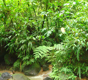 Trafalgar Falls (kalter Pool)