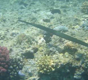 Und das alles am Hausriff