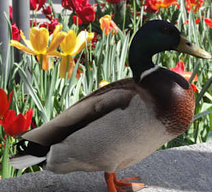 Ente hat keine Scheu vor den Menschen