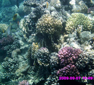 Sehr schöne Korallen am Hotel Grand Makadi