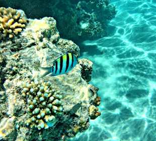 Schnorcheln Hurghada