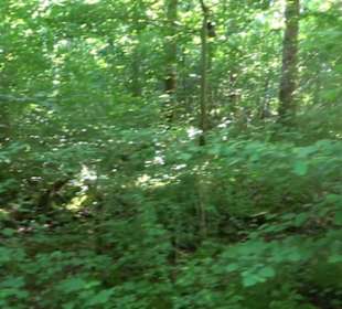 Waldinformationssystem „Lebendiger Wald“
