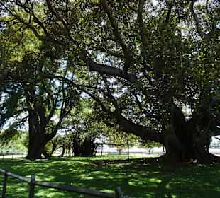 Stadtrundgang Sydney