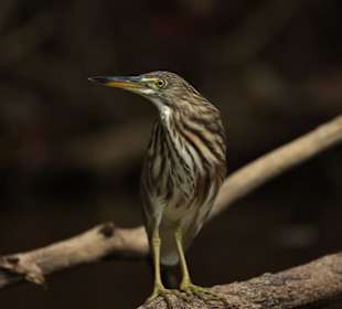 Bacchus Reiher Khao Yai NP