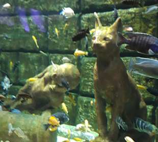 Aquarium Antalya