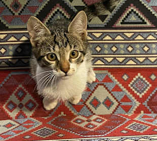 Restaurant im Hotel Aquarius