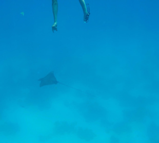 Rotes Meer/Red Sea - Hurghada - Adlerrochen