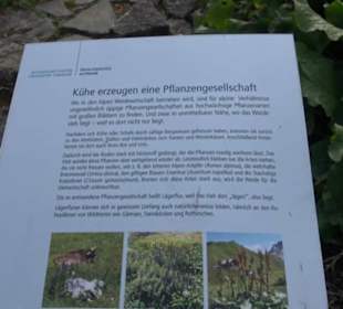 Alpinum