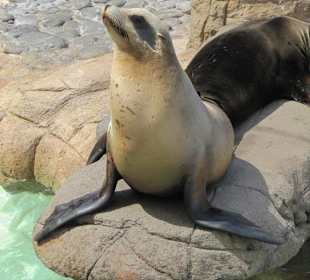 Robbenfüttern ist hier möglich