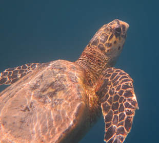 Schnorcheln Marsa Alam