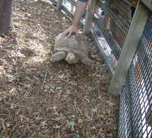 Riesenschildkröte