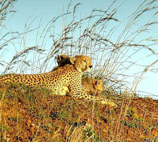 Die Cheetah und ihre Cubes