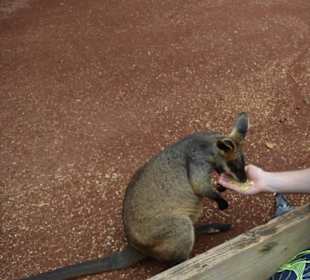 Feather Dale Wildlife Park