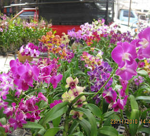 Blumenmarkt in Pattaya