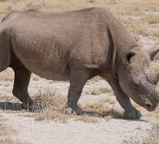 Etosha