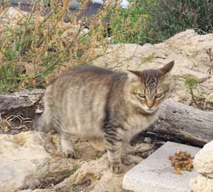 Liebe wilde kastrierte Katzen Faro Capdepera