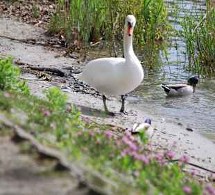 Schwan auf der Mainau