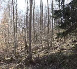 Premiumwanderweg "hochgeblickt"