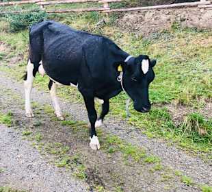 Wandern Sesvennahütte Mals/Malles Venosta