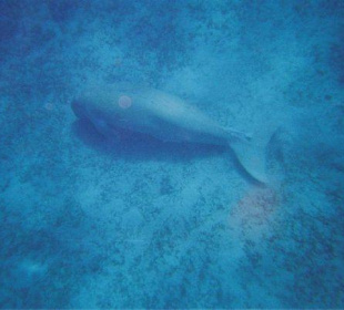 Schnorchelausflug Abu Dabab