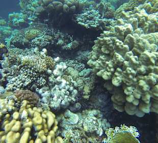 Korallen und Feuerfisch 