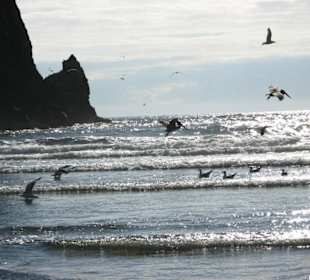 Vögel am Haystayrock