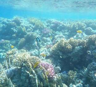 Riff mit Fische
