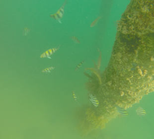 Schnorcheln Hurghada