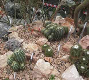 Sukkulentensammlung