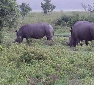 Nashörner